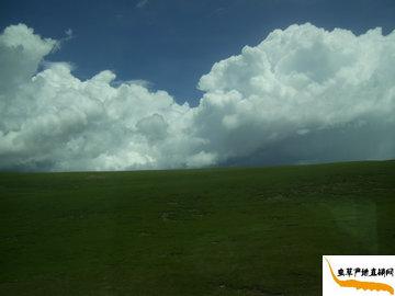 �����������x(ch��ng)�Ĳݮa(ch��n)�^(q��),���x(ch��ng)�Ĳݮa(ch��n)��