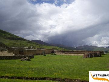 ���x(ch��ng)�ĲݵĮa(ch��n)��,������������h,�x(ch��ng)�ݮa(ch��n)���L(f��ng)���D