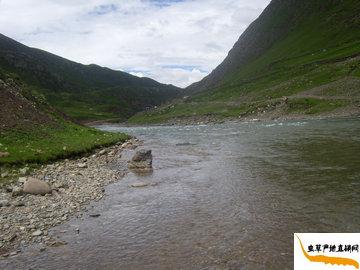 ���x(ch��ng)�Ĳݮa(ch��n)��,������������h���d�l(xi��ng)�ǃ�(y��u)�|(zh��)�x(ch��ng)�ݵĮa(ch��n)��